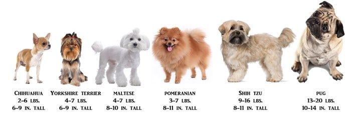 size-chart-shih-tzu-to-other-dogs